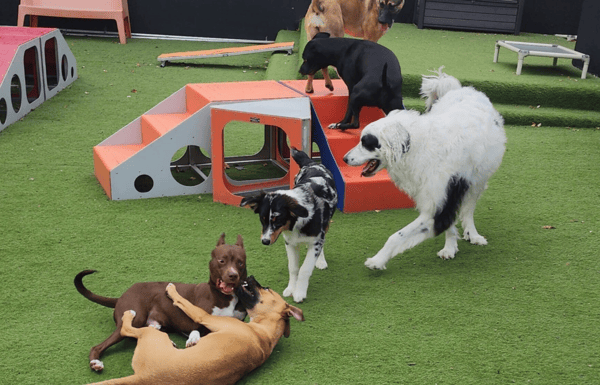 Pawsitive Change: How Gingr Transformed Animal People Dog Boarding