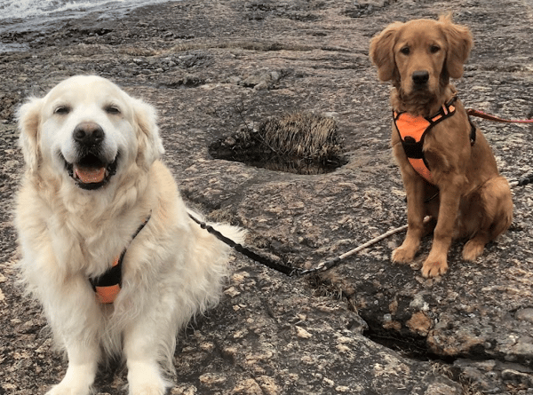 The Pawffice + Gingr: A Perfect Match for Pet-Care Excellence