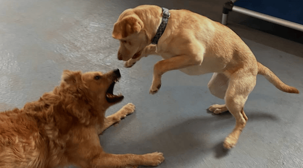 The Pawffice + Gingr: A Perfect Match for Pet-Care Excellence