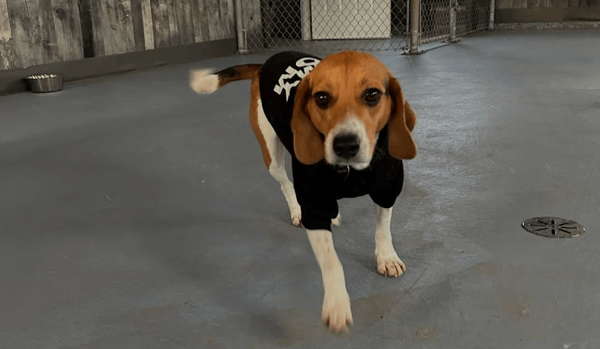 The Pawffice + Gingr: A Perfect Match for Pet-Care Excellence