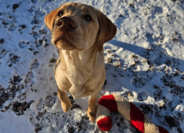 The Pawffice + Gingr: A Perfect Match for Pet-Care Excellence