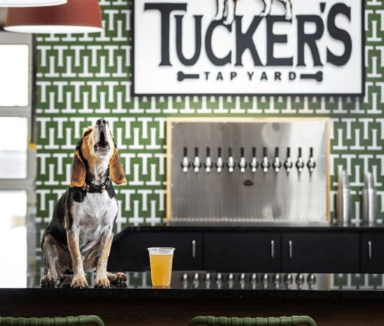 Tucker's Tap Yard