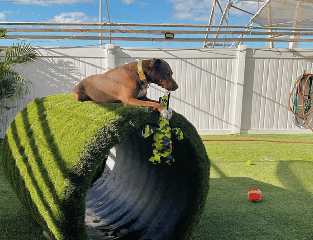 dog playing outside at tails of hawaii
