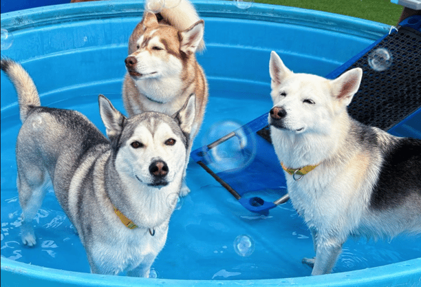 dogs in a pool at tails of hawaii