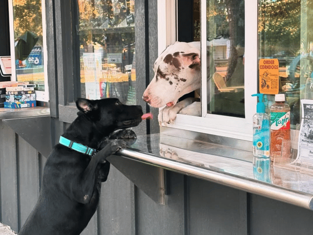 two pups greeting each other at The Waterung Bowl dog bar 