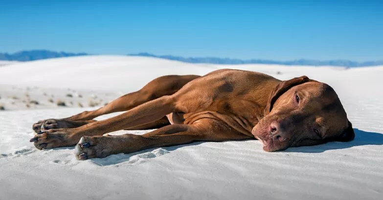 Quiz: Are You an Expert in the Field of Pet-Care Safety?