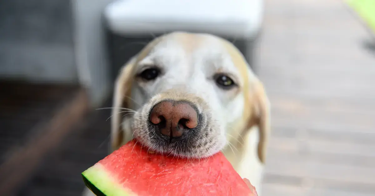 Nutritional Needs for Dogs in Hot Weather
